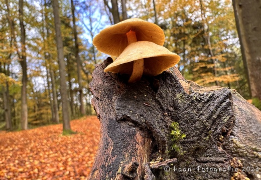 Herbst im Heseler Wald 2023