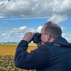 Tulpenblüte in Holland 2024