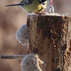 Vögel im Winter 25/26